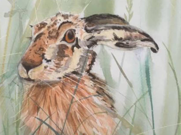 Brown Hare - Watercolour