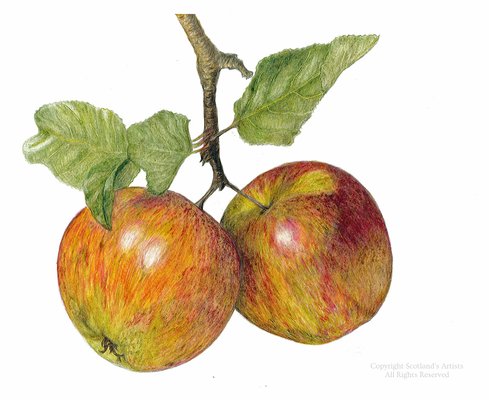 Apples with leaves in Coloured Pencil