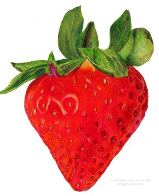 Strawberry in Coloured Pencil