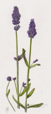 Lavender in Coloured Pencil